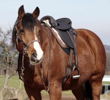 popular saddle