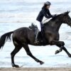 light dressage saddle