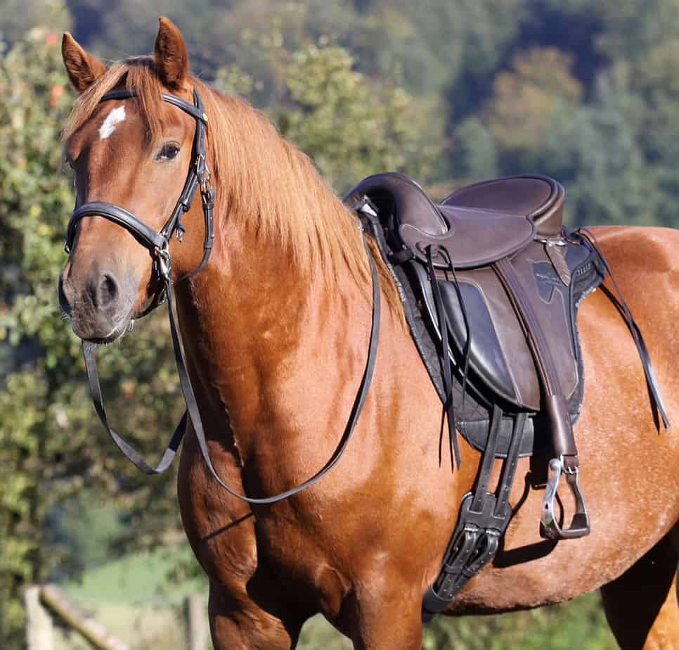 Barefoot Barefoot Treeless Saddles and Other Riding Gear