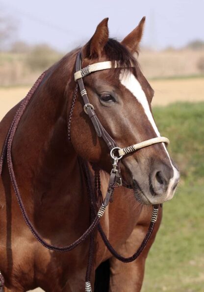 sidepull headstall