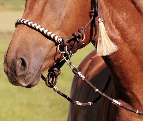 beautiful reins