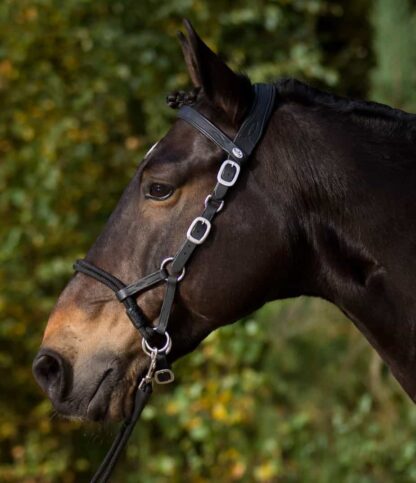 bitless bridle