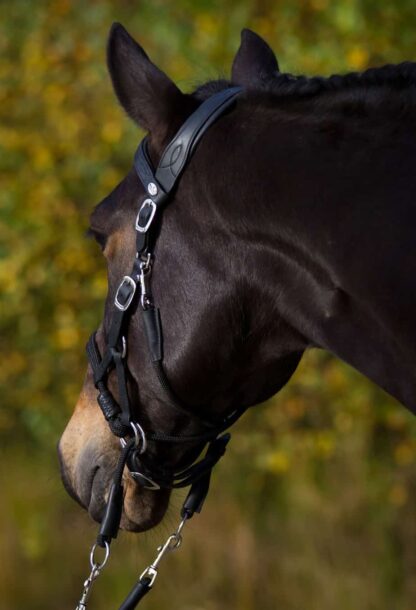 bitless bridle