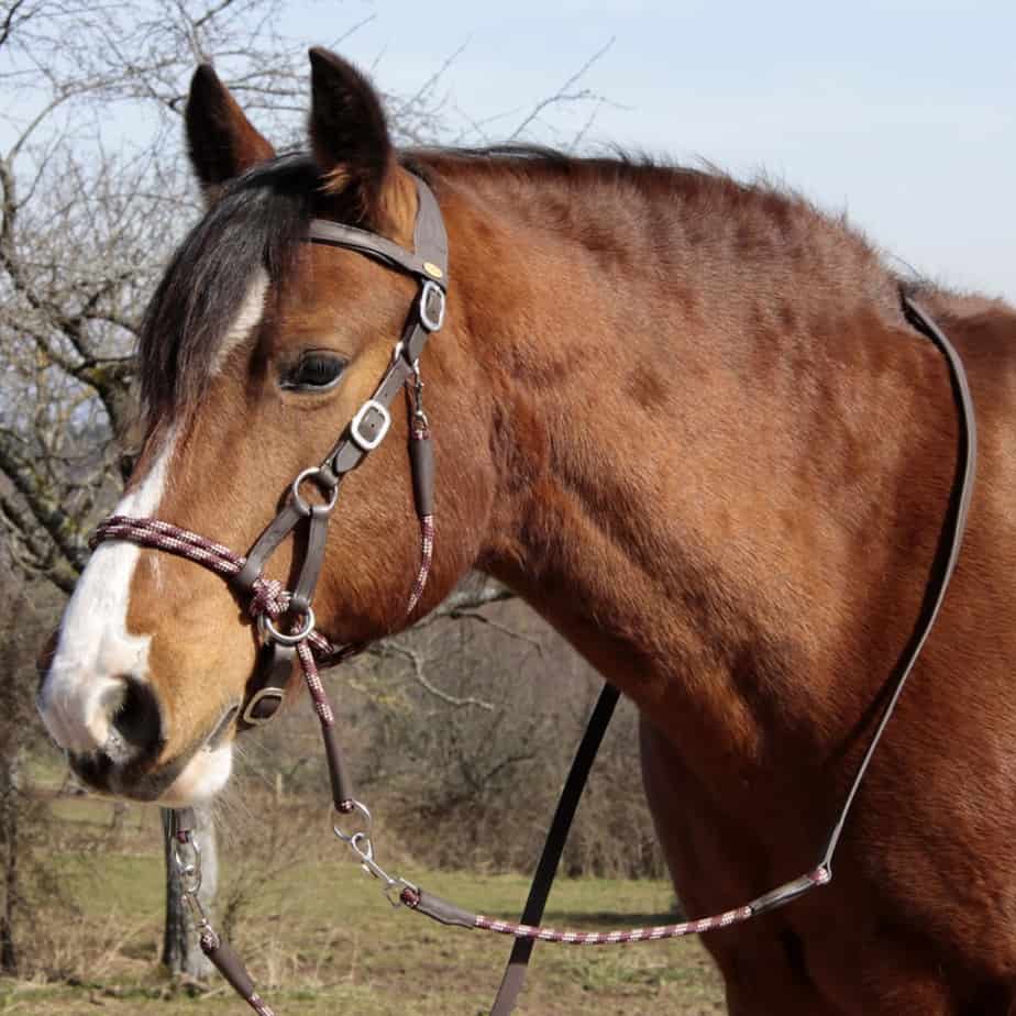 Bitless Bridle Syringa With Reins Barefoot Riding Gear For The