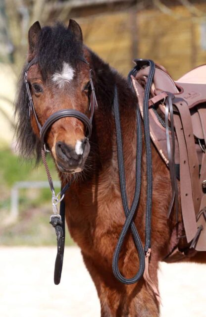 bitless bridle for kids