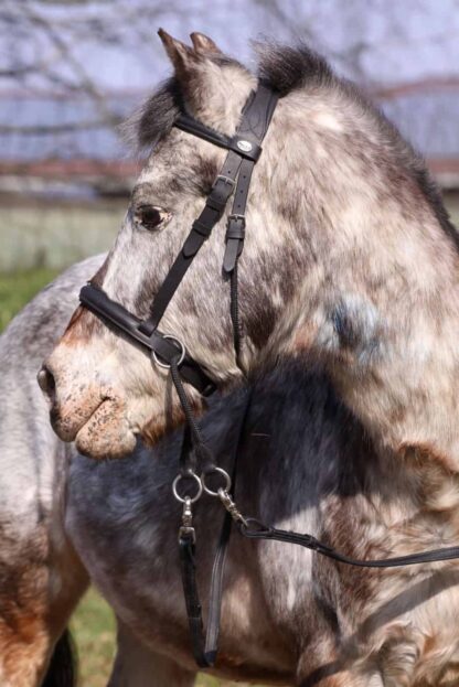 bitless bridle for kids