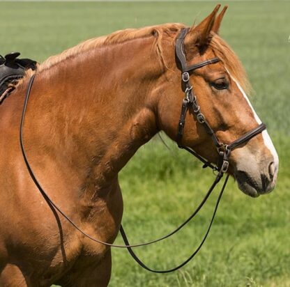 contour bridle