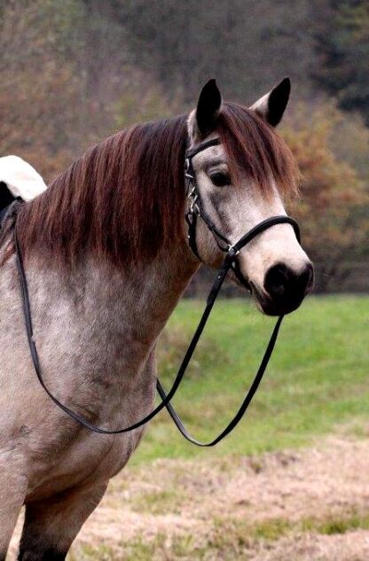 contour bridle