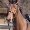 english bridle