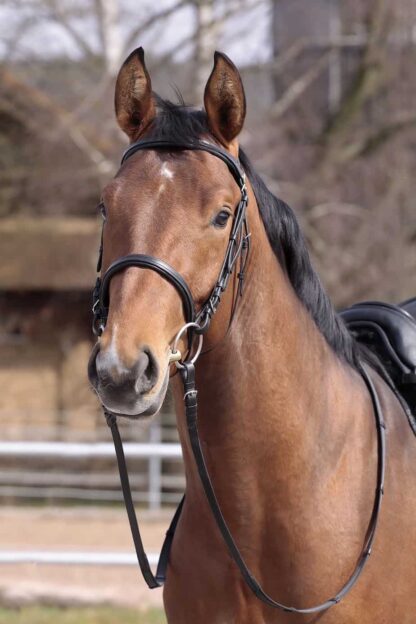 english bridle