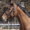 english bridle