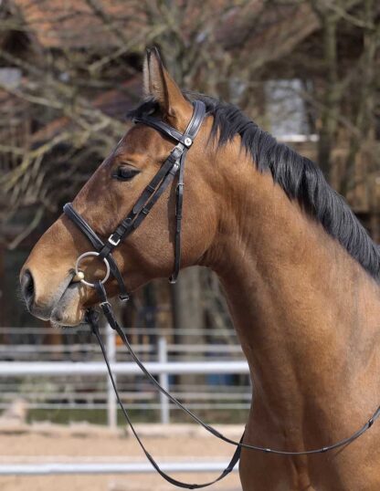 english bridle