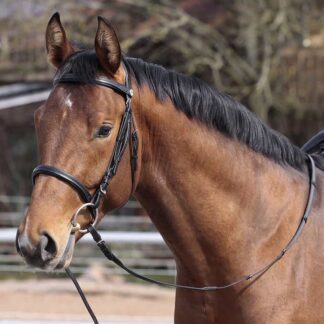 english bridle