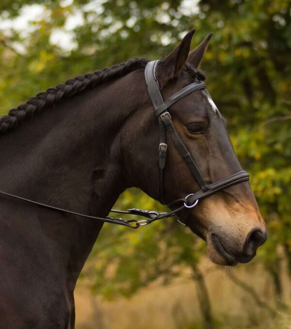 leather bitless bridle