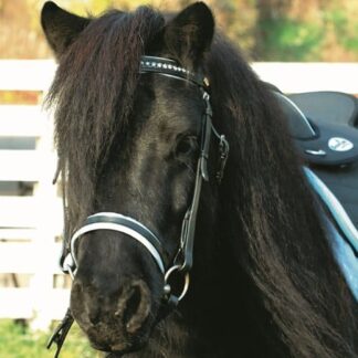 pony bridle