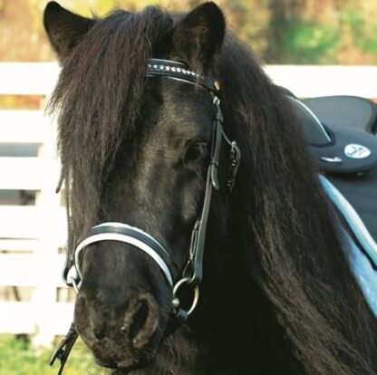 pony bridle