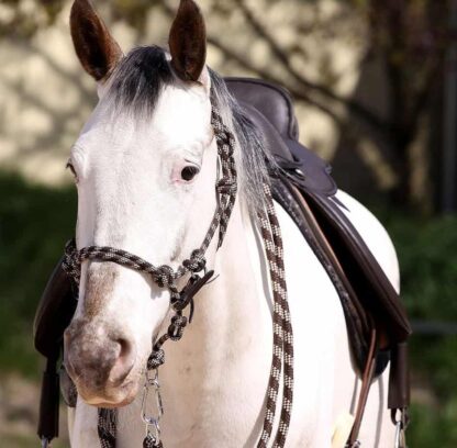 riding halter