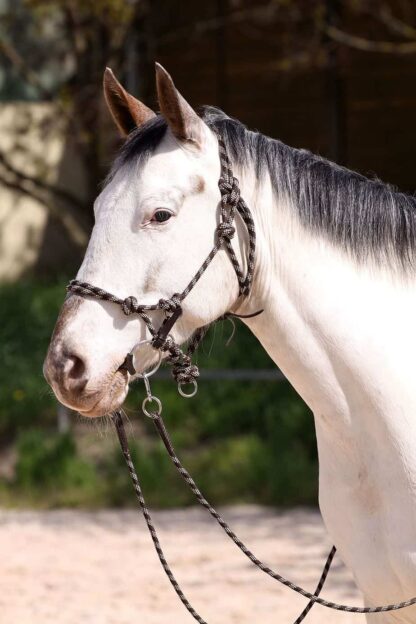 riding halter