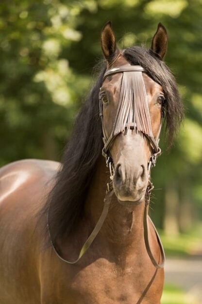 vaquero bridle