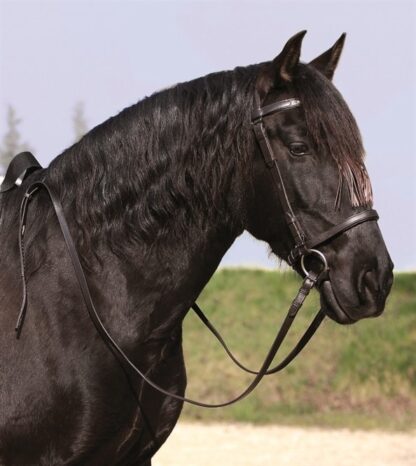 vaquero bridle