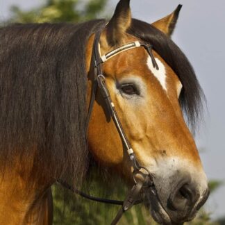 western headstall