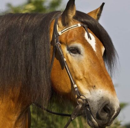 western headstall