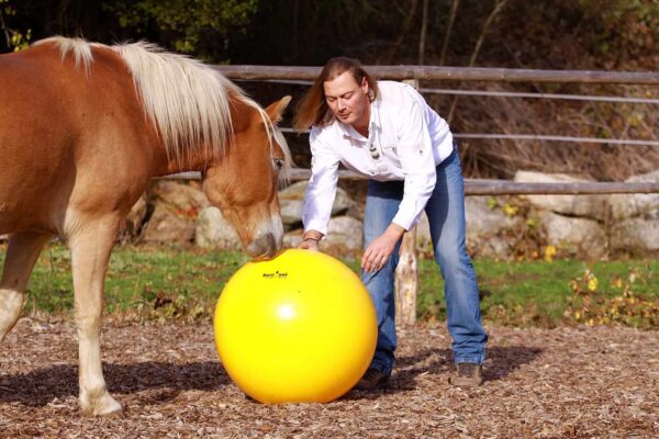 kamuolys žirgų treniravimui