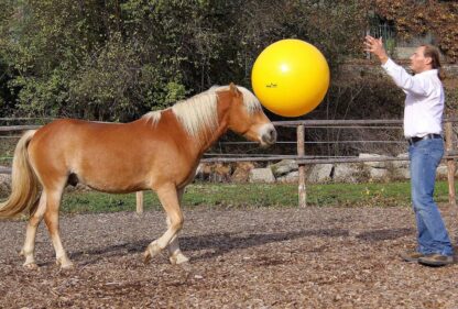 horse training ball