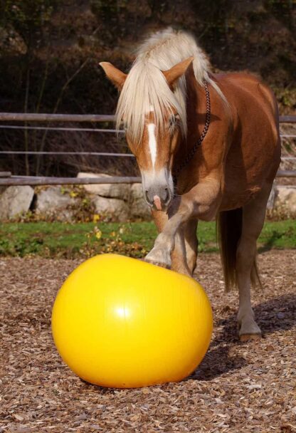 horse training ball