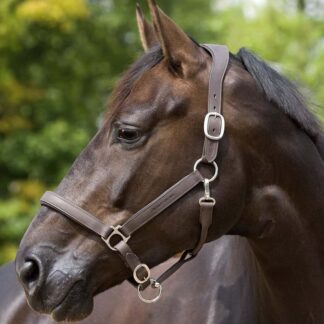 leather halter