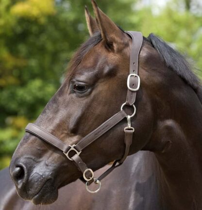 leather halter