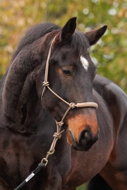 rope halter