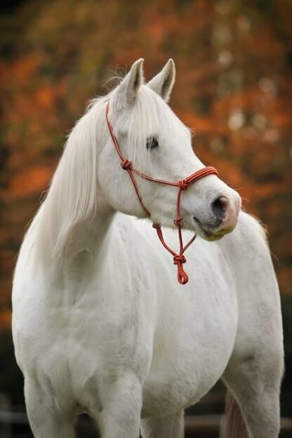 rope halter