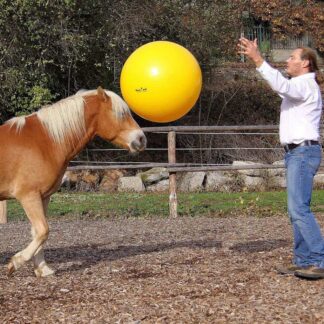 Horse Training