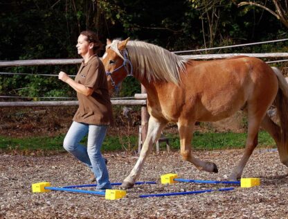 horse training cube