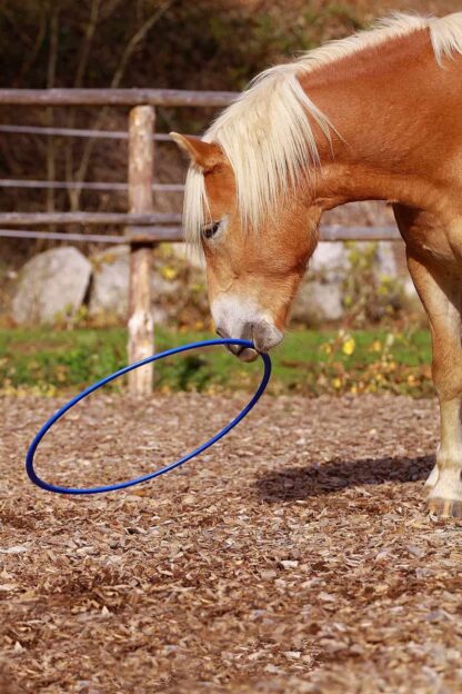 horse training hoop