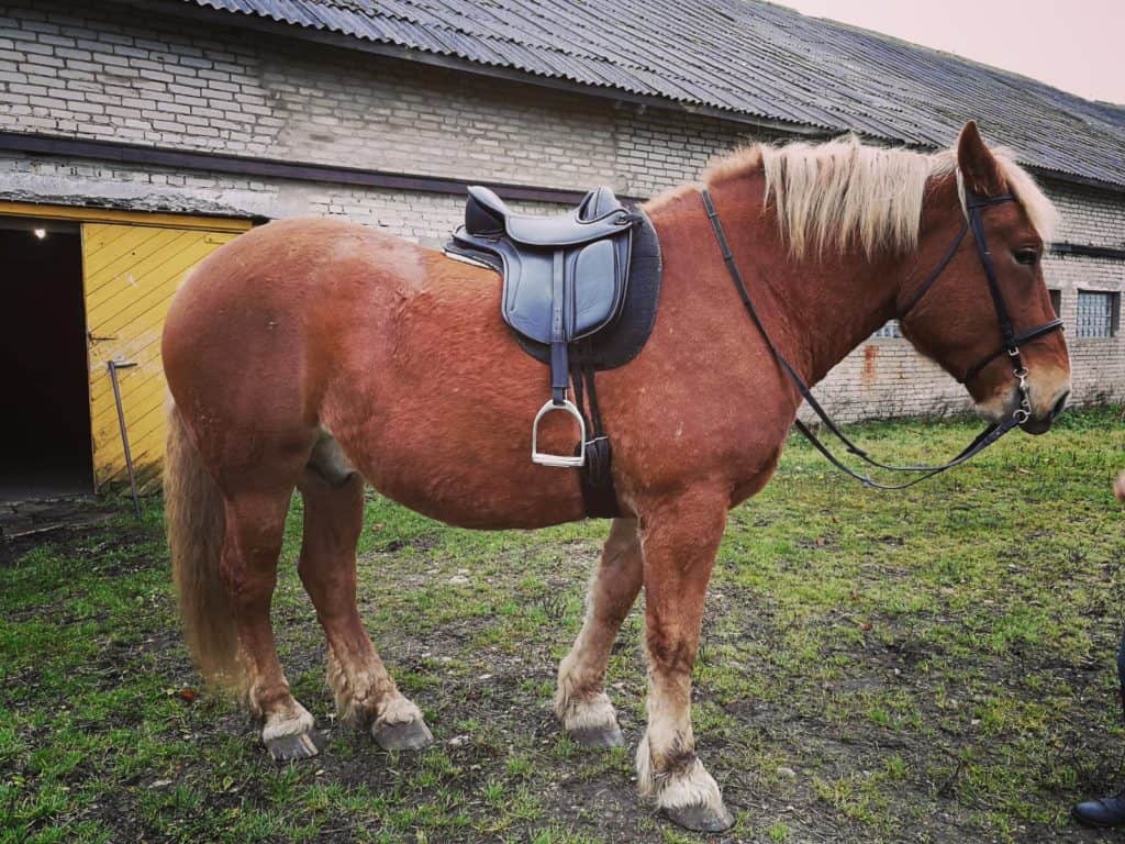 happy barefoot horses